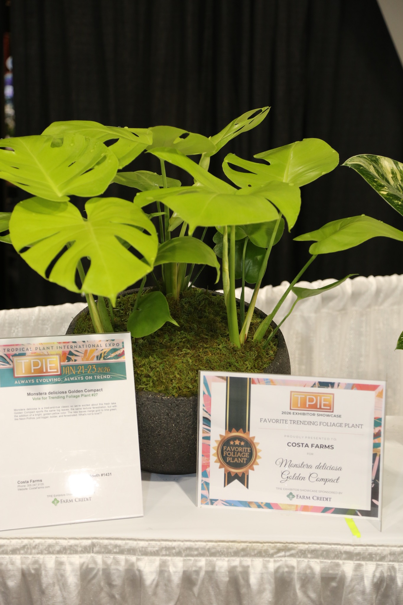 Monstera deliciosa Golden Compact